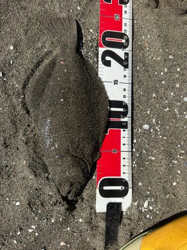ヒラメの釣果