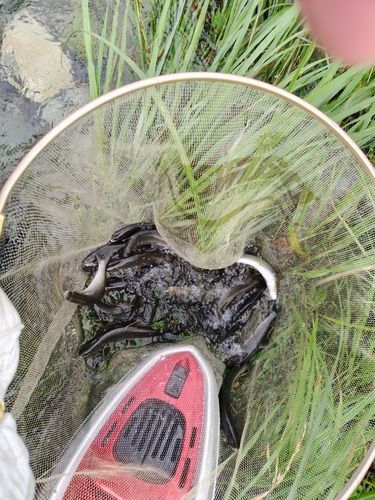アユの釣果