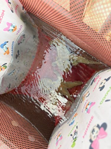 タコの釣果
