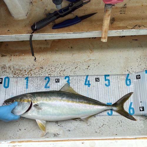 メジロの釣果
