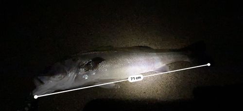 シーバスの釣果