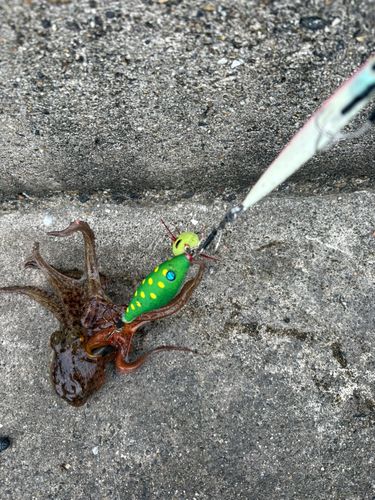 タコの釣果