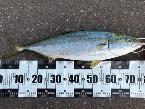 ワラサの釣果