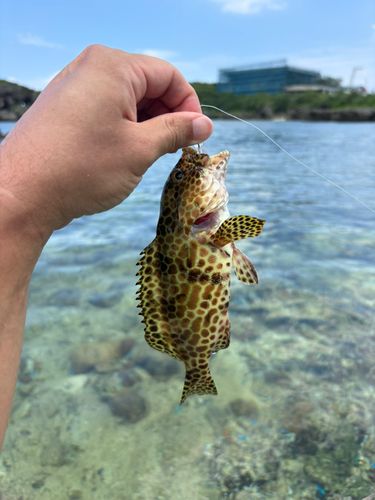 イシミーバイの釣果