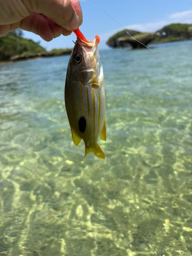 ヤマトビーの釣果