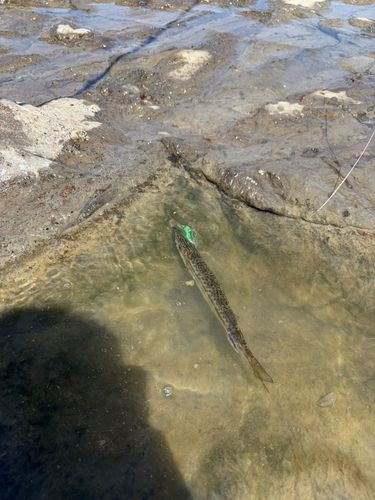 カマスの釣果