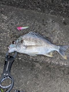 キビレの釣果