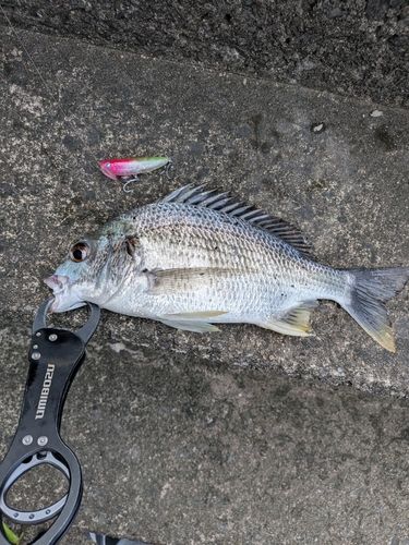 キビレの釣果