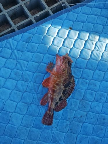 カサゴの釣果
