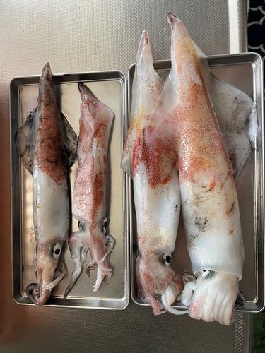 アカイカの釣果