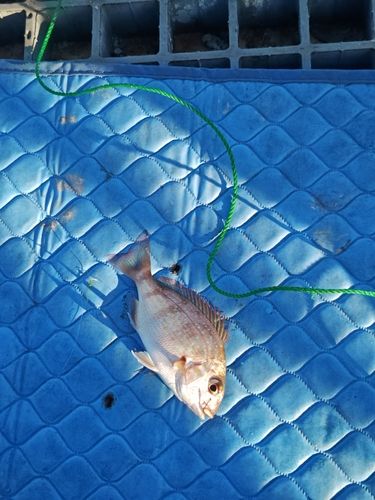 チャリコの釣果