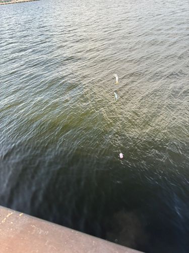 サッパの釣果
