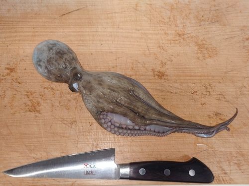 タコの釣果