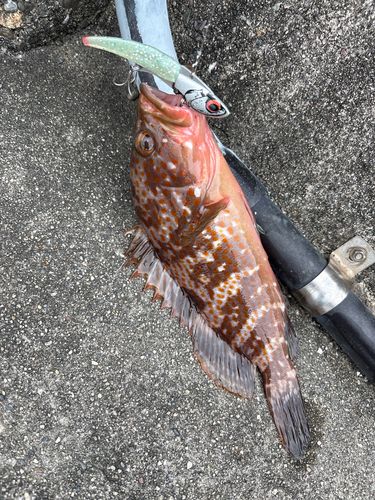 キジハタの釣果