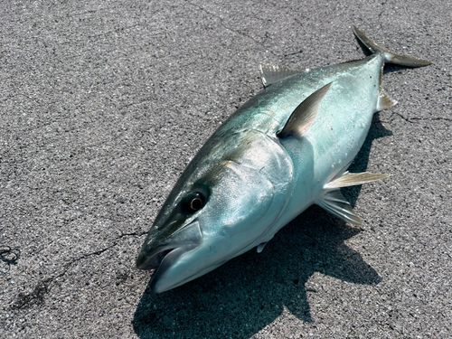 ブリの釣果