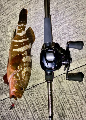 アコウの釣果
