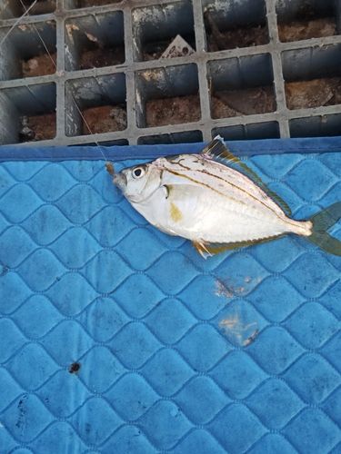 ヒイラギの釣果