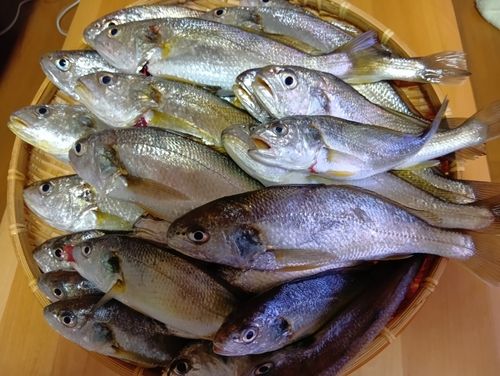 イシモチの釣果