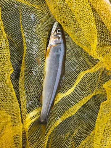 アユの釣果