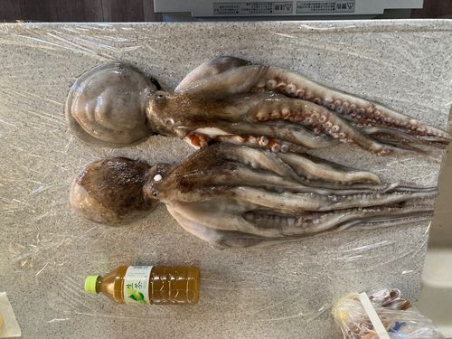 マダコの釣果