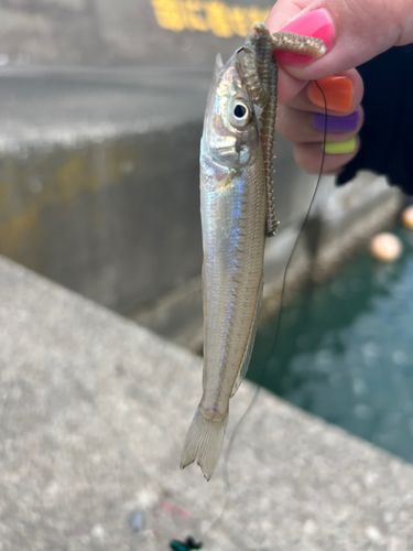 シロギスの釣果