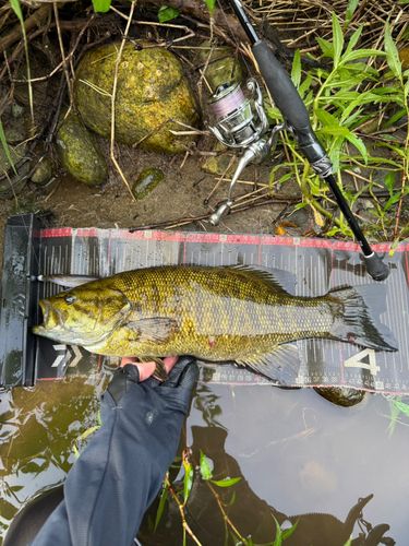 スモールマウスバスの釣果