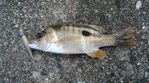 クロホシフエダイの釣果