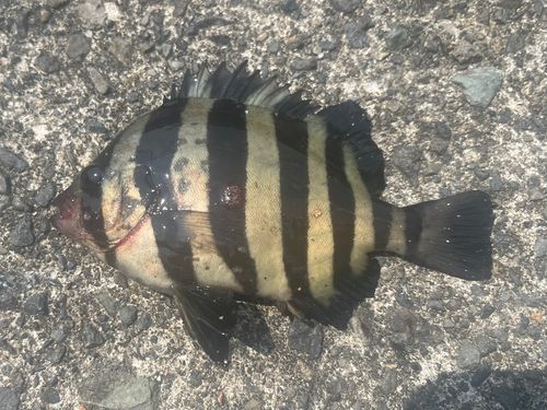 アコウの釣果