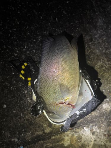 コロダイの釣果