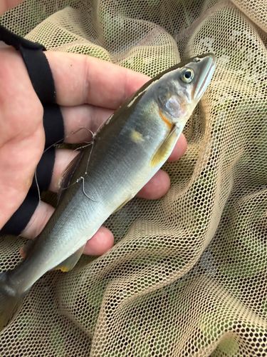 アユの釣果