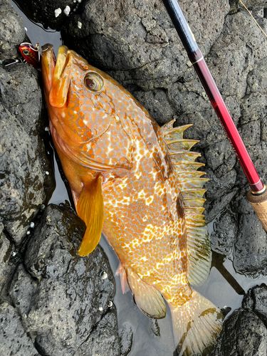 キジハタの釣果