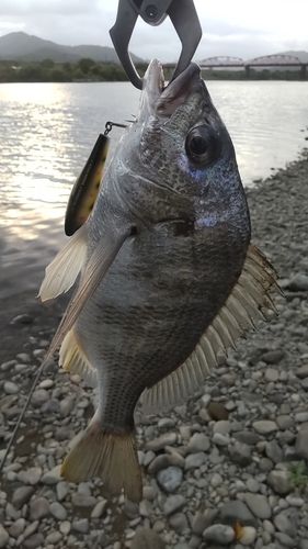 キビレの釣果