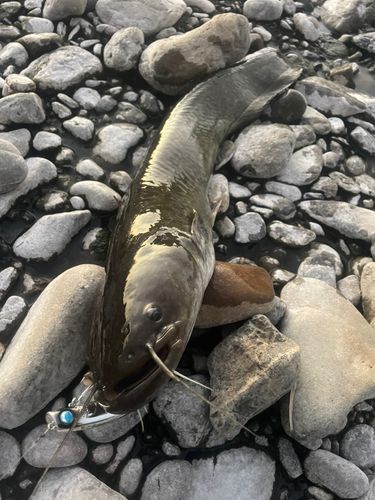 ナマズの釣果