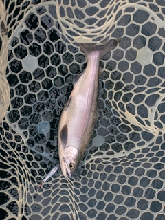 ヒメマスの釣果