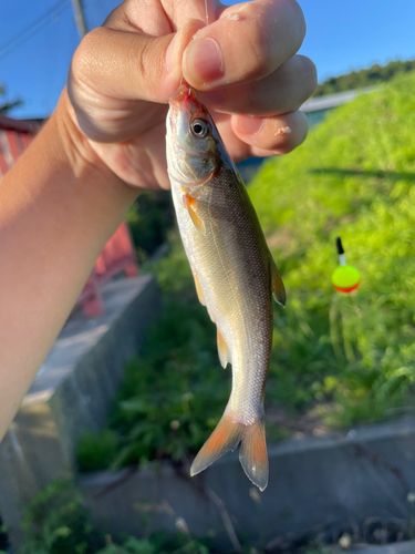 ウグイの釣果