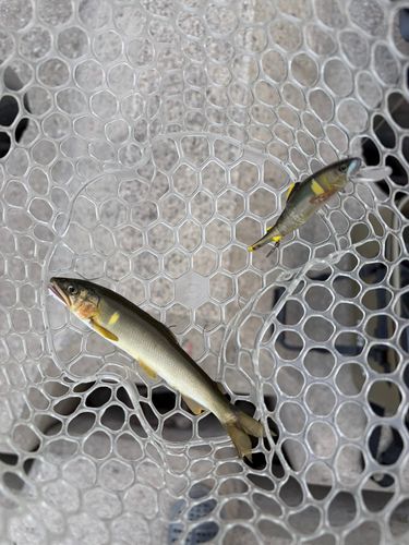 アユの釣果