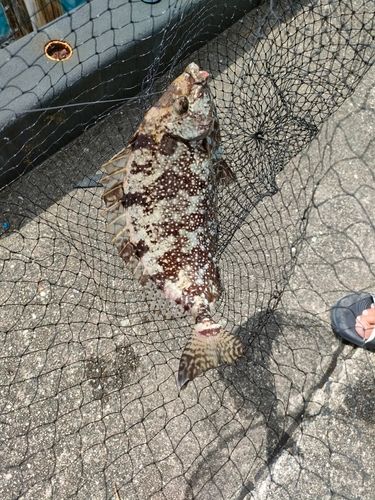 アイゴの釣果