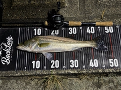 シーバスの釣果