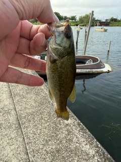 ラージマウスバスの釣果