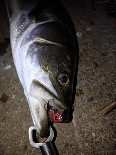 スズキの釣果