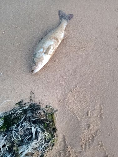 セイゴ（ヒラスズキ）の釣果