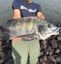 チヌの釣果