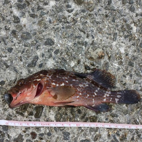 アコウの釣果