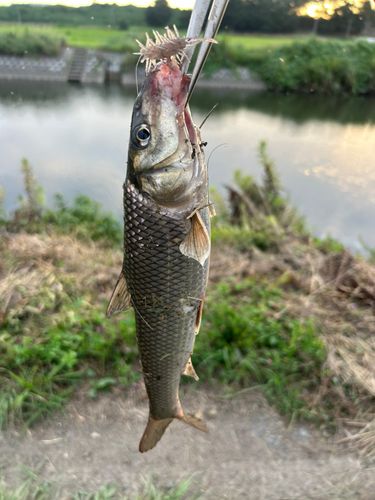 ニゴイの釣果
