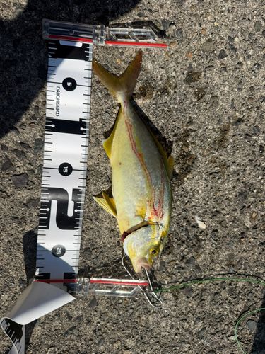 ショゴの釣果