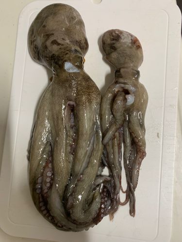 タコの釣果