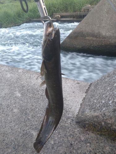 ナマズの釣果