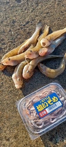 ハゼの釣果