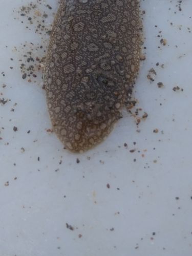 シタビラメの釣果