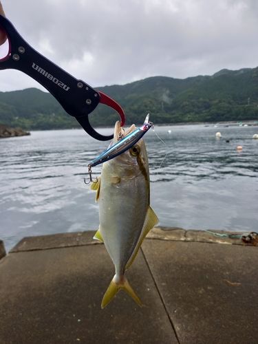 シオの釣果